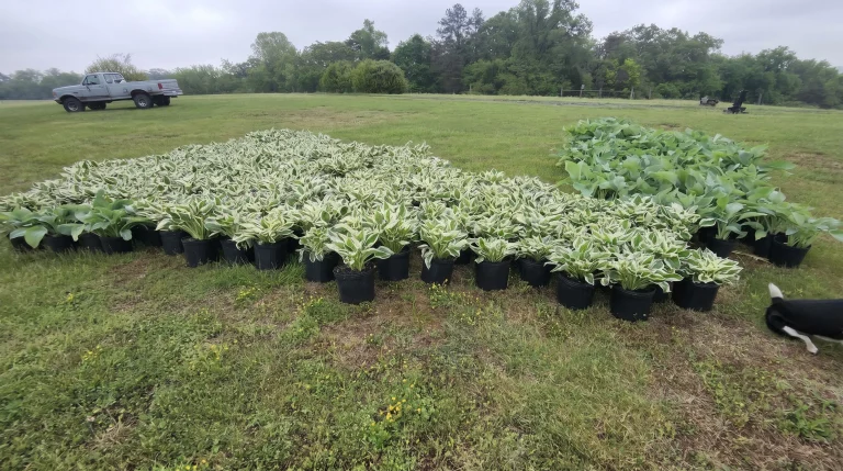 Hosta in giardino: guida completa alla coltivazione, divisione e cura della perenne ombra