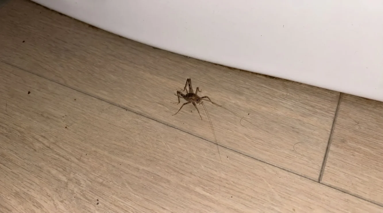 Insetti in bagno: come riconoscere il pesciolino d'argento