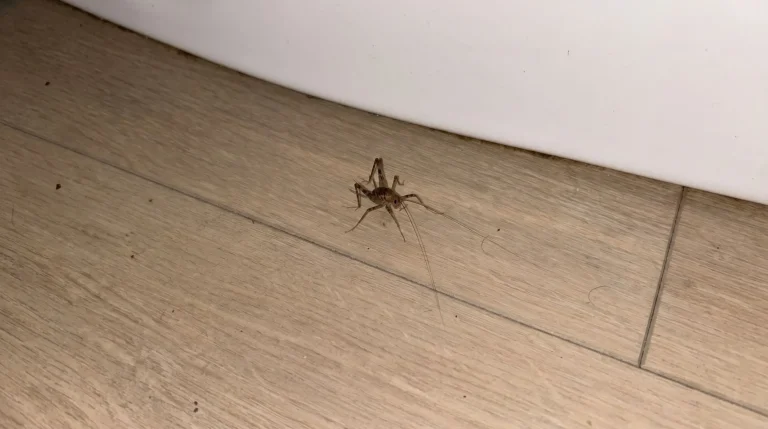 Insetti in bagno: come riconoscere il pesciolino d'argento