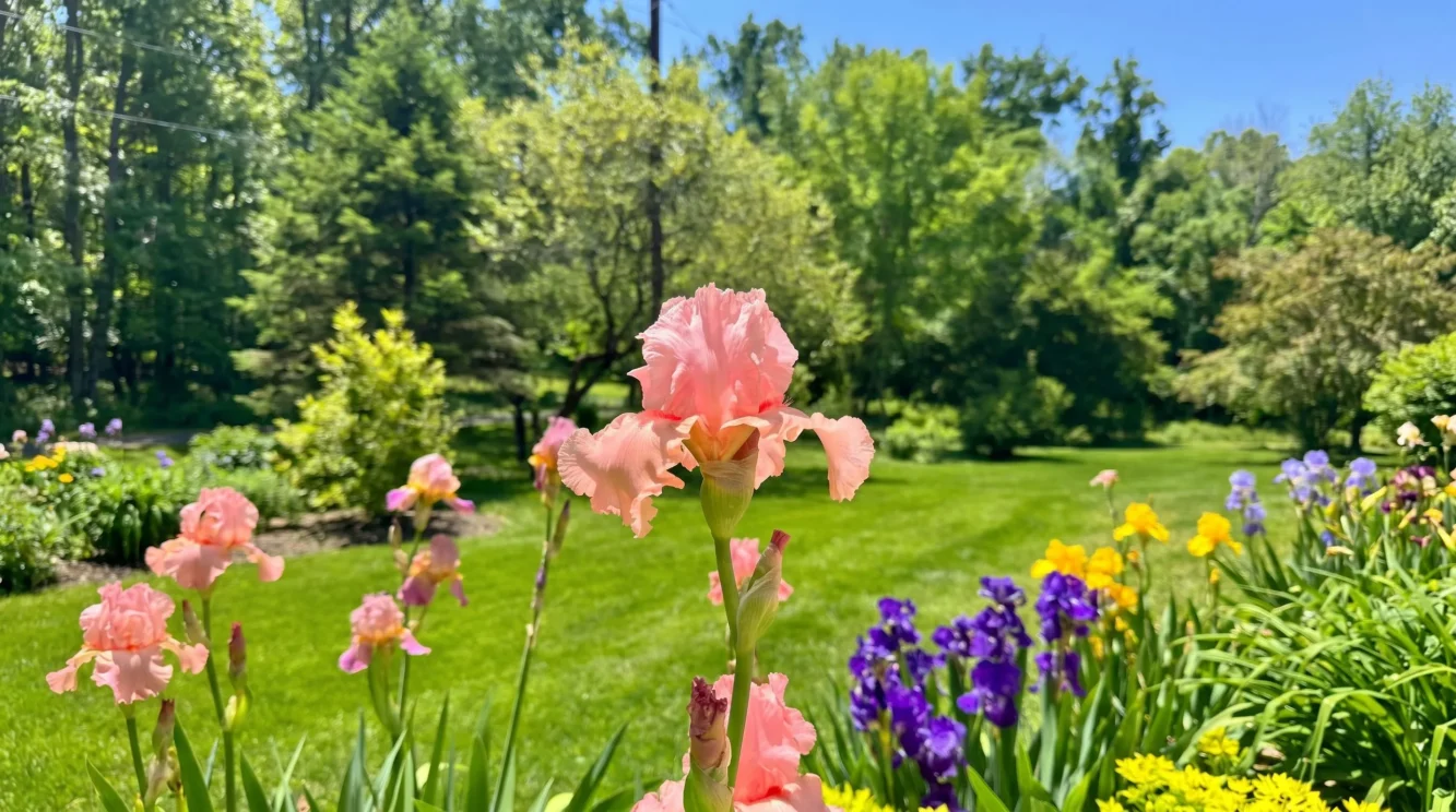 Iris barbato coltivazione: guida completa al giaggiolo in giardino