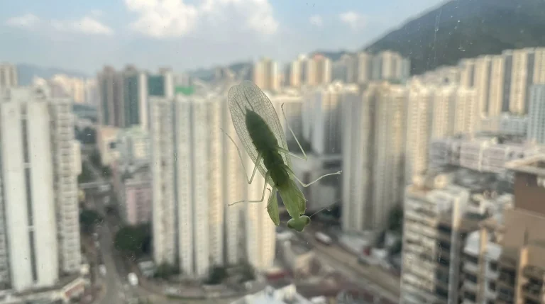 Mantispa: l'insetto alieno che probabilmente hai in giardino senza saperlo