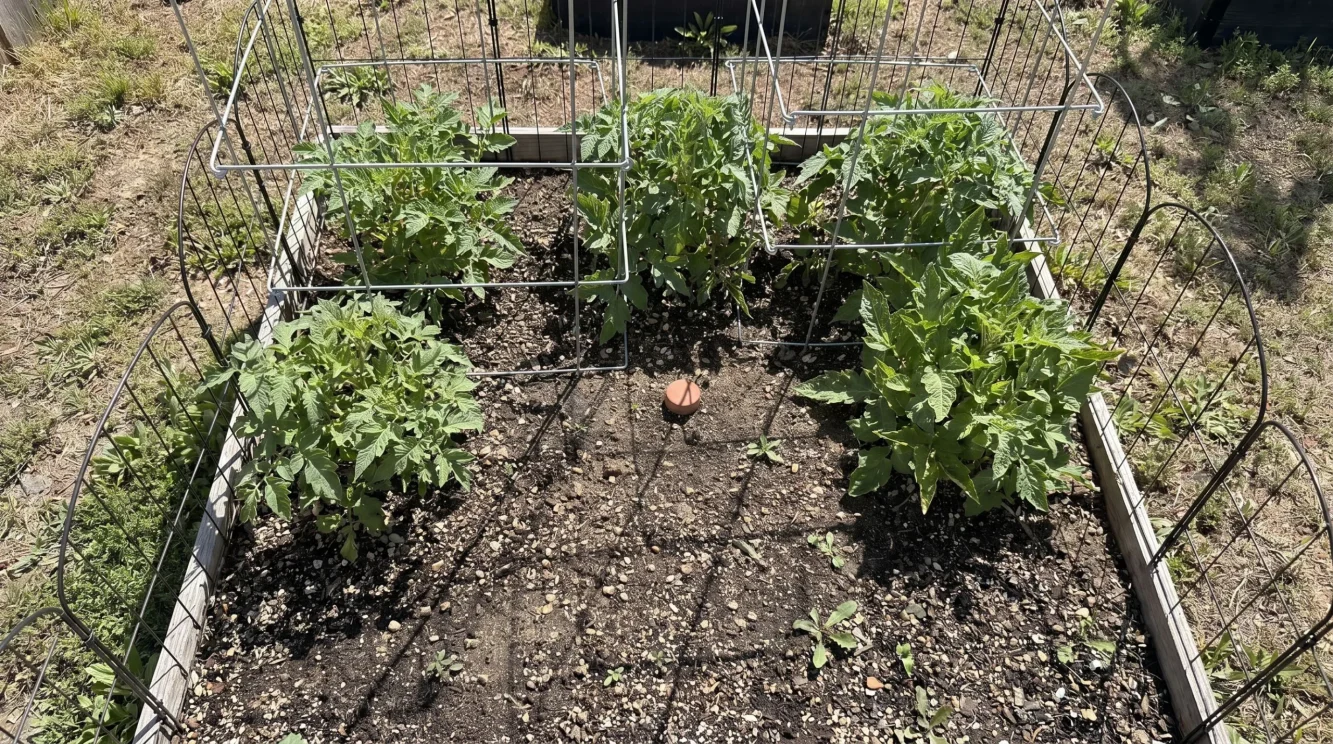 Olla irrigazione orto: la guida pratica per pomodori senza sprechi
