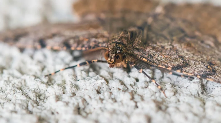 Opilione sui muri di casa in autunno: chi è davvero il falangio e perché non è un ragno