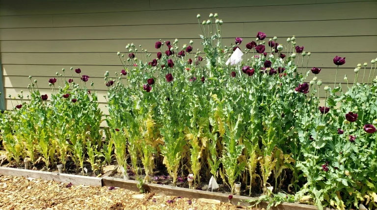 Papavero Lauren's Grape: Coltivazione: Guida al Papaver Somniferum Viola da Giardino