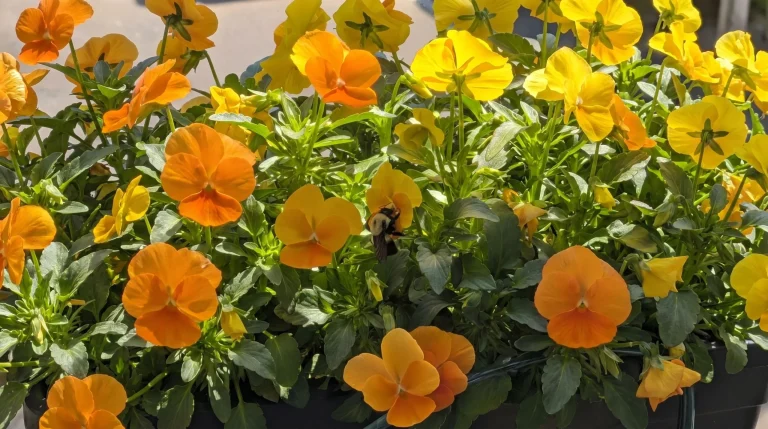 Piante per api da balcone: la guida pratica al mini-giardino mellifero