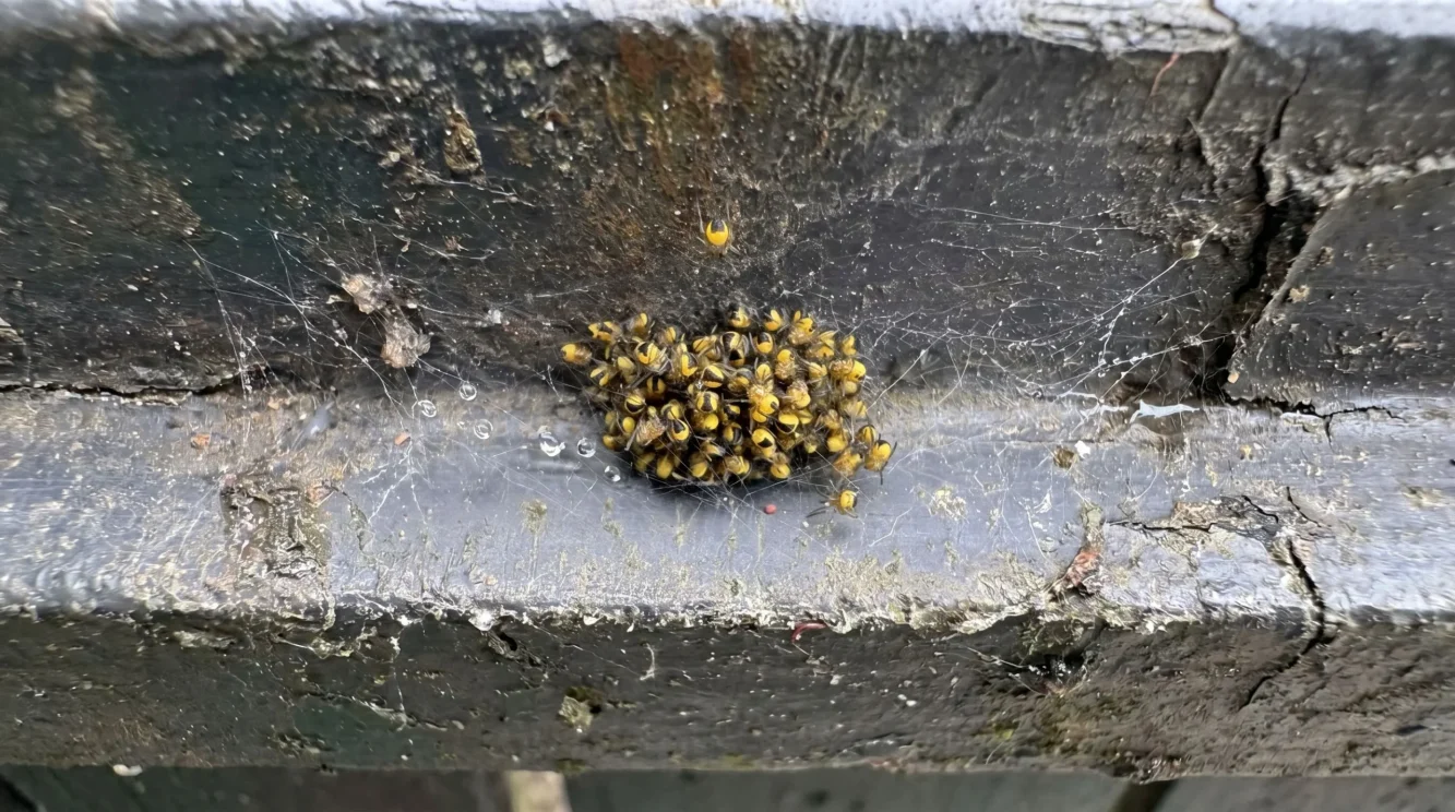 Ragno crociato in giardino: chi è davvero Araneus diadematus