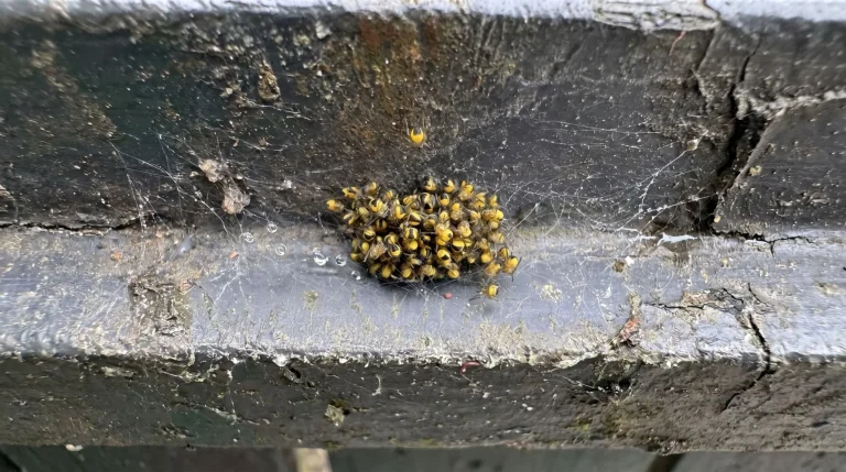 Ragno crociato in giardino: chi è davvero Araneus diadematus