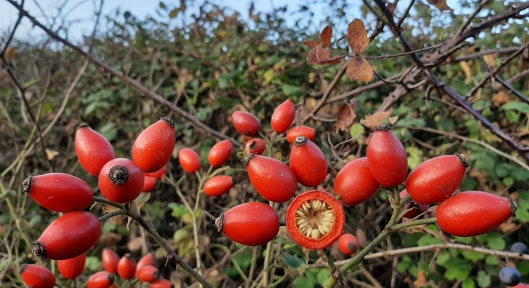Rosa canina: il piccolo frutto rosso delle siepi che batte gli agrumi per vitamina C