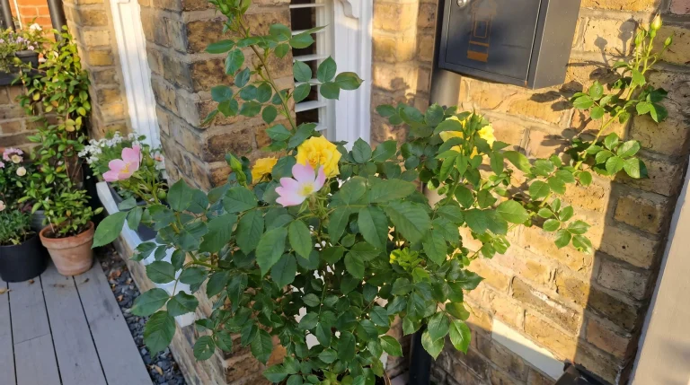 Rosa che cambia colore: perché la varietà gialla produce fiori rosa (e cosa fare)