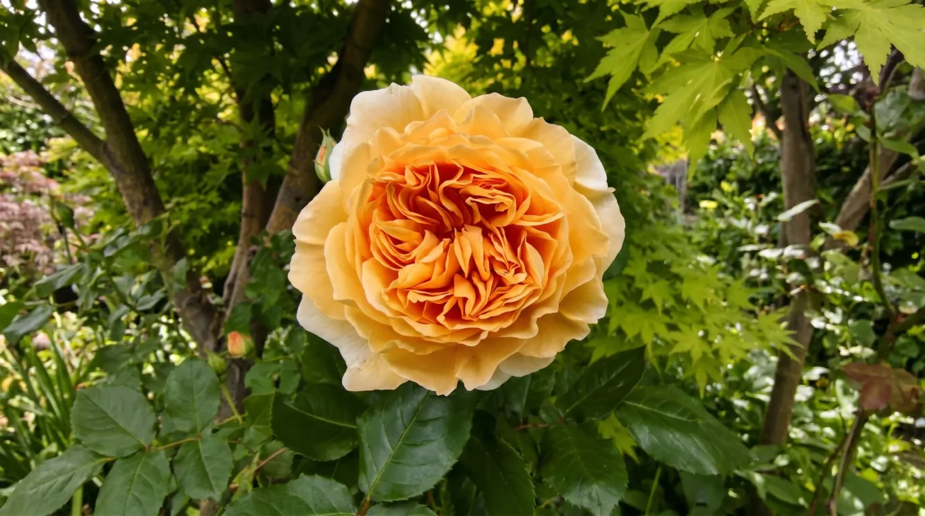 Rose David Austin: guida completa alla coltivazione in Italia