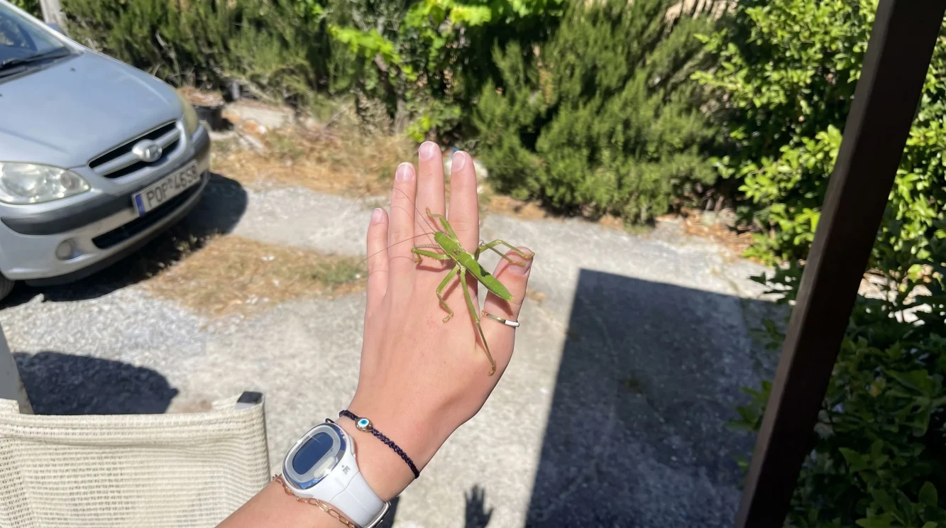 Saga pedo: la cavalletta gigante predatrice italiana che non devi mai uccidere