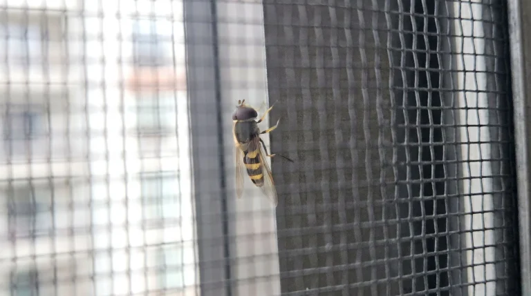 Sembra un calabrone ma è una mosca: Milesia crabroniformis, il sirfide mimetico del giardino