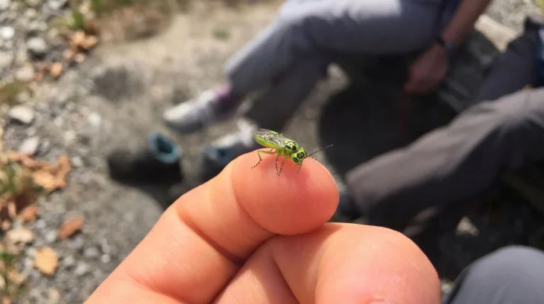 Tentredine verde (Rhogogaster viridis): l'insetto verde brillante che spaventa ma non punge