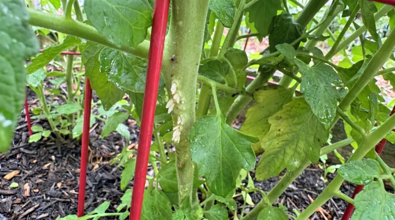 Uova sulle foglie di pomodoro: guida pratica per riconoscere parassiti e insetti utili