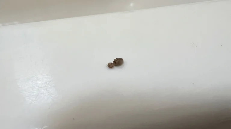 Zecca in casa o in bagno: come riconoscerla, cosa fare e quando preoccuparsi