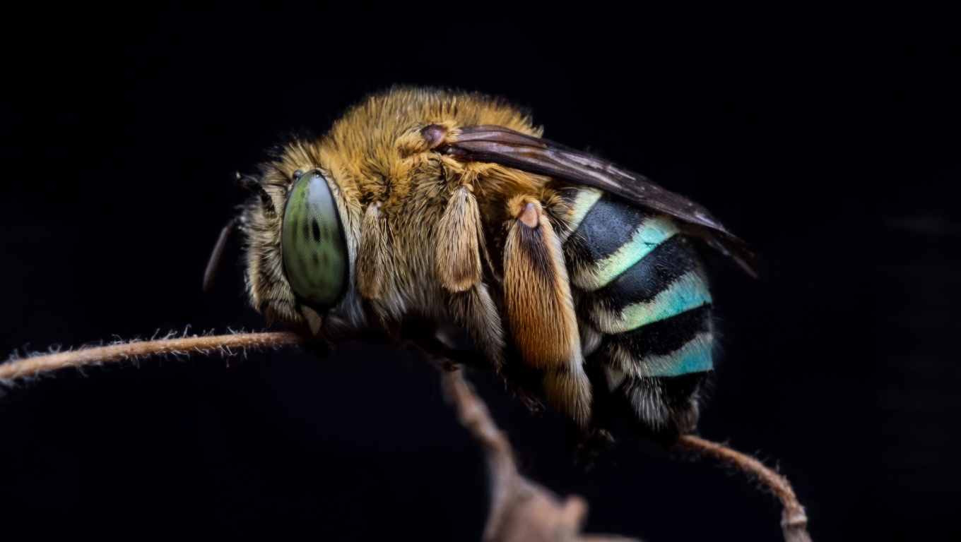 Amegilla Cingulata