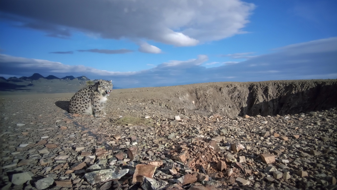 Leopardo Delle Nevi