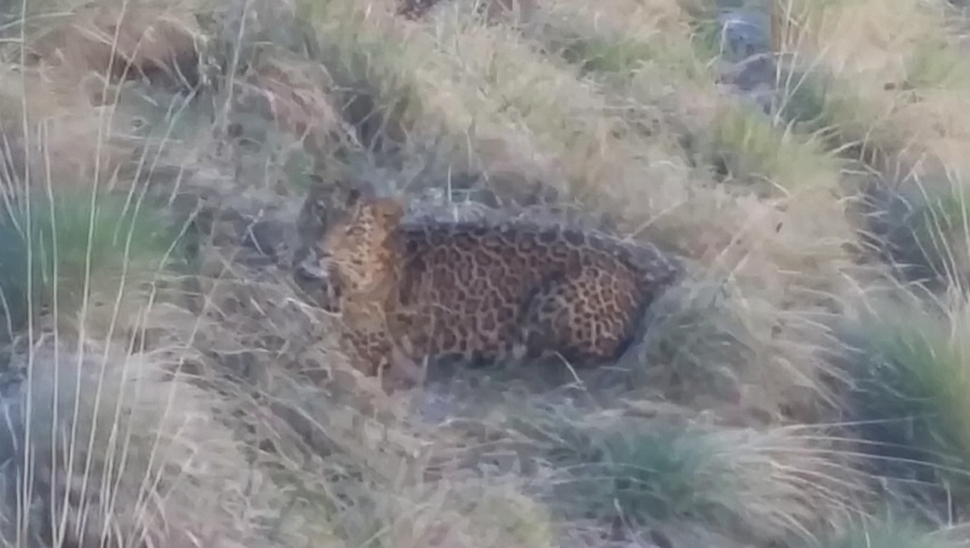 Leopardo