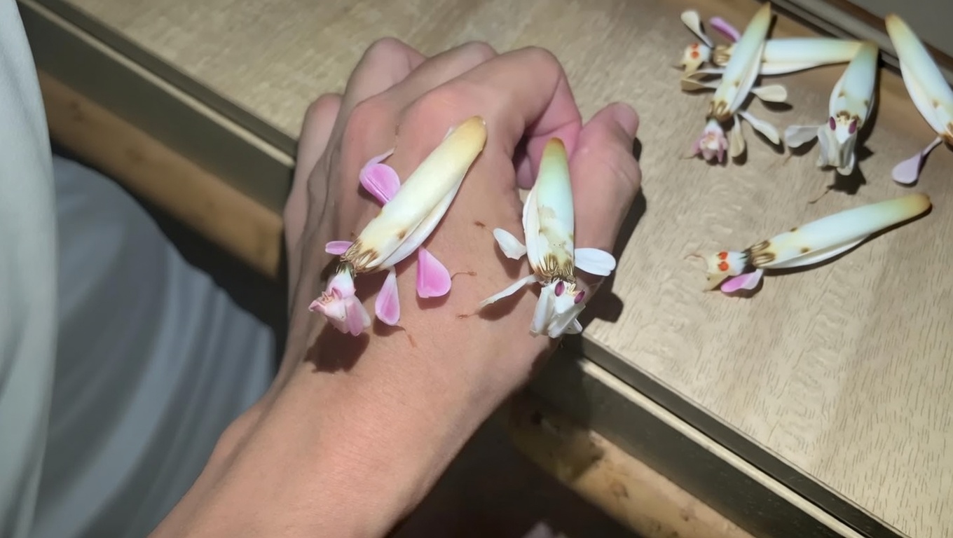Mantide Orchidea