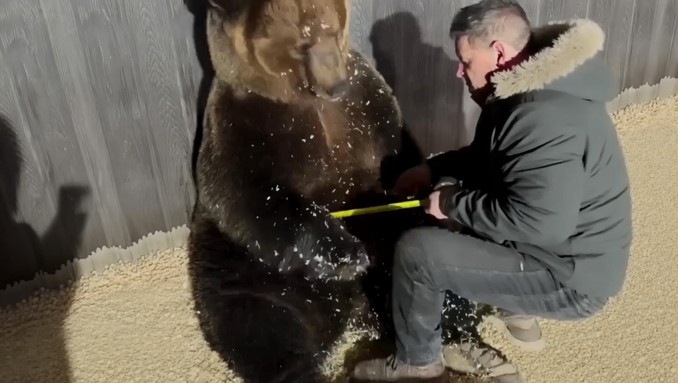 Orso Veterinario