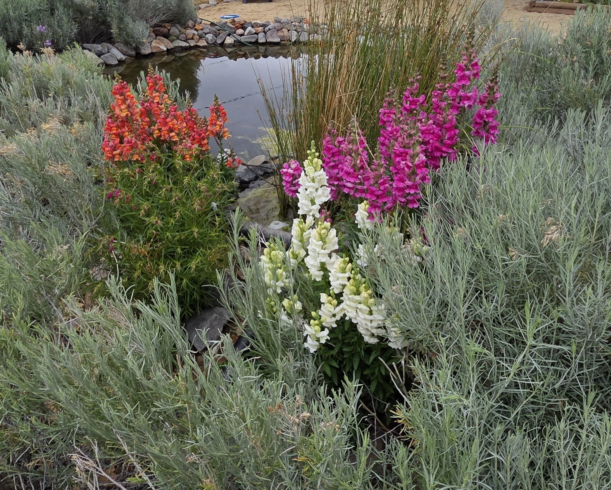 Bocche di leone (Antirrhinum majus): la guida per coltivarle come perenni e farle rifiorire ogni anno