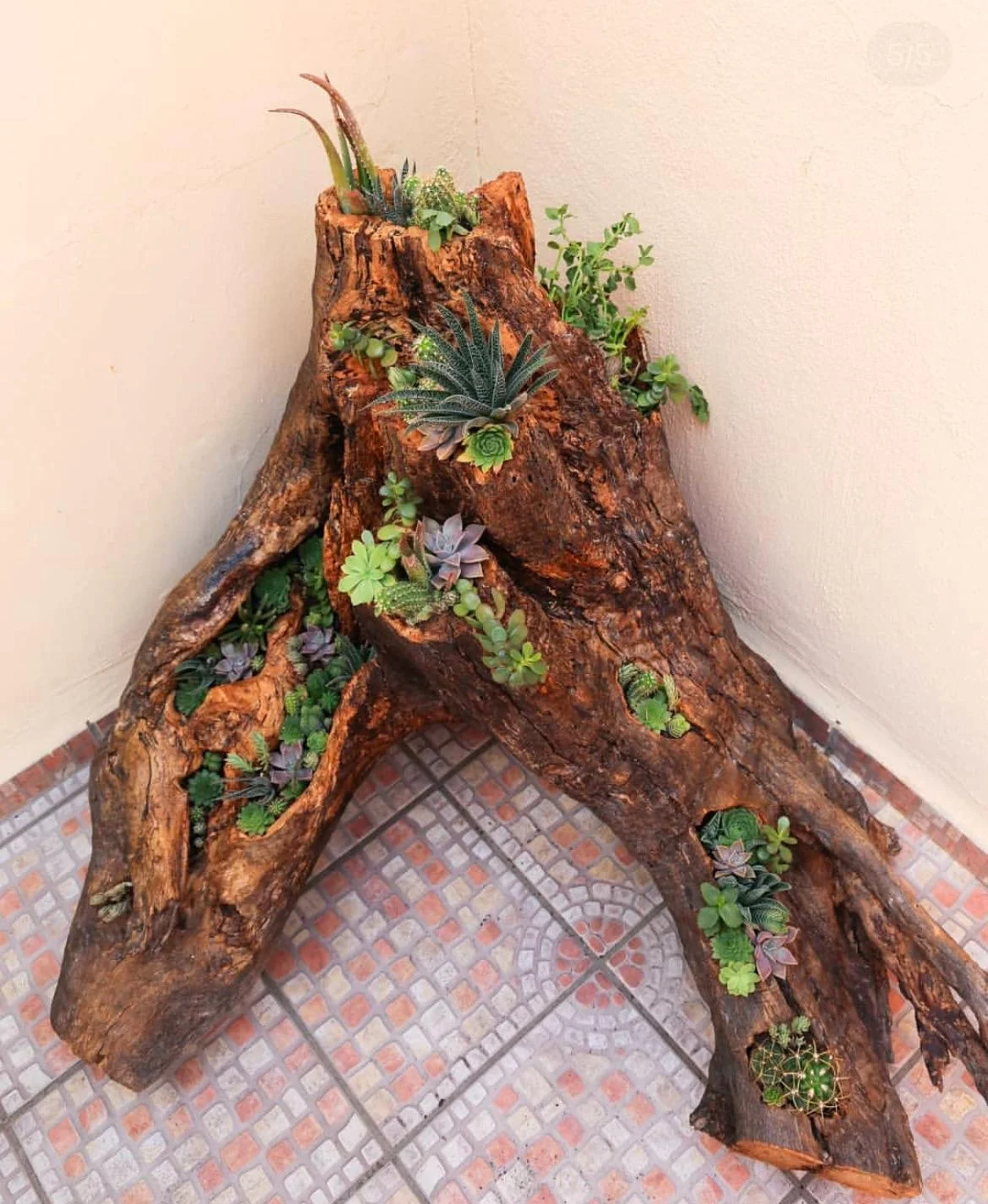 Ceppo d'albero come fioriera per piante grasse: guida pratica al riciclo del legno in giardino