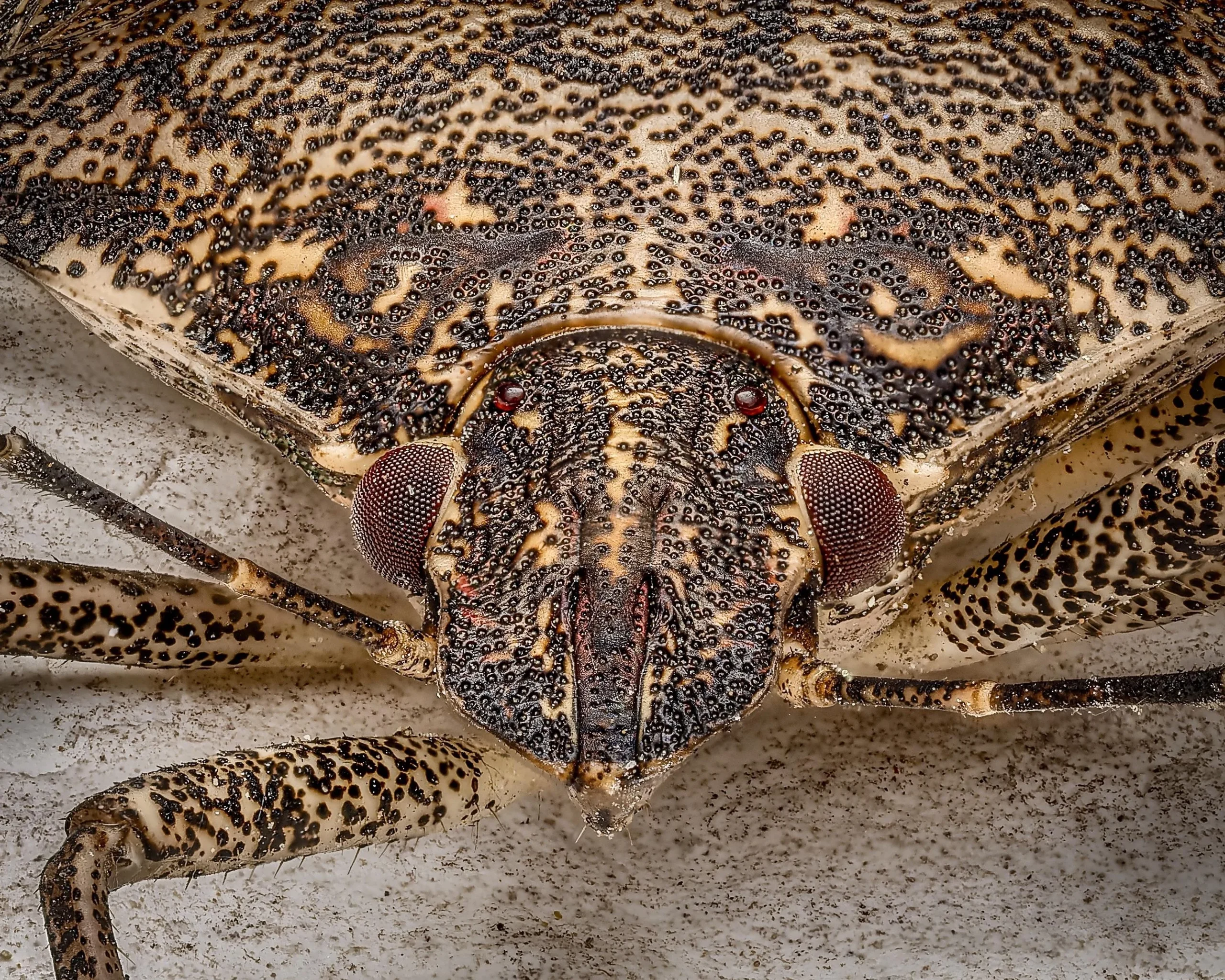 Cimice asiatica (Halyomorpha halys): come riconoscerla, difendere casa e orto senza errori