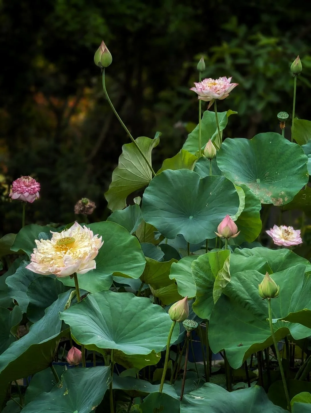 Coltivare il fiore di loto in vaso: guida al mini-stagno da terrazzo