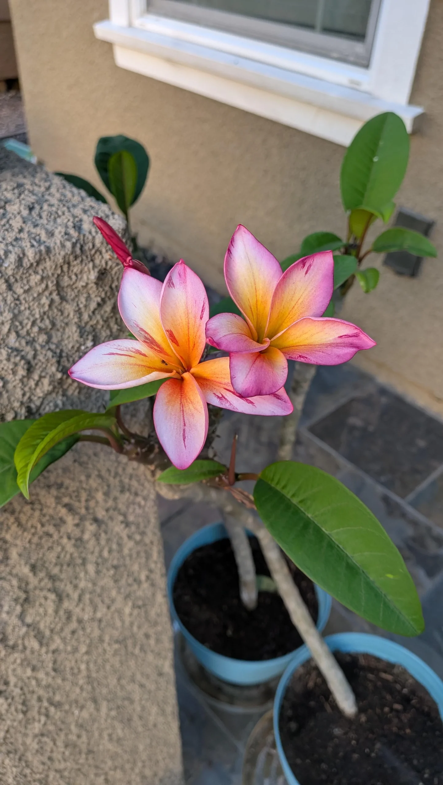 Coltivare la plumeria in vaso in Italia: guida completa alla fioritura del frangipani