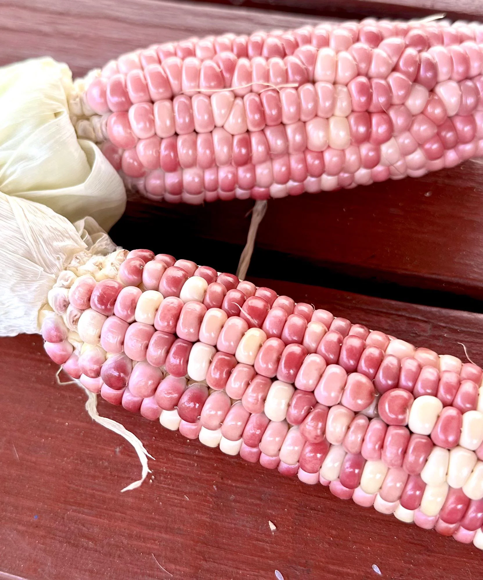 Coltivare mais colorato nell'orto: guida al flint corn e alla tua landrace