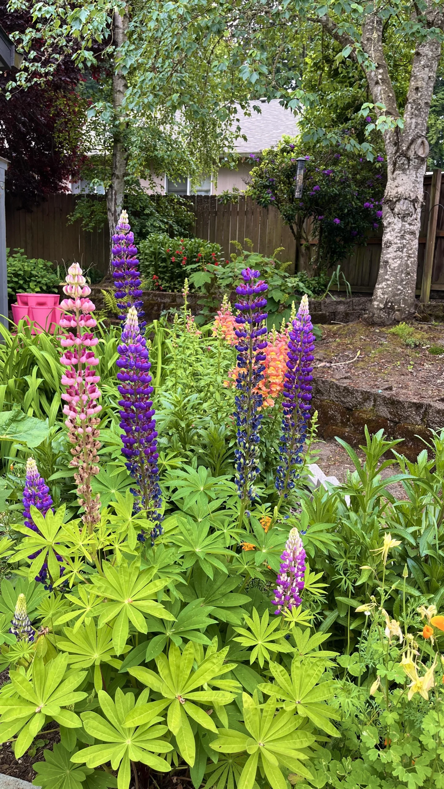 Come coltivare il lupino ornamentale in giardino: guida completa al Lupinus polyphyllus