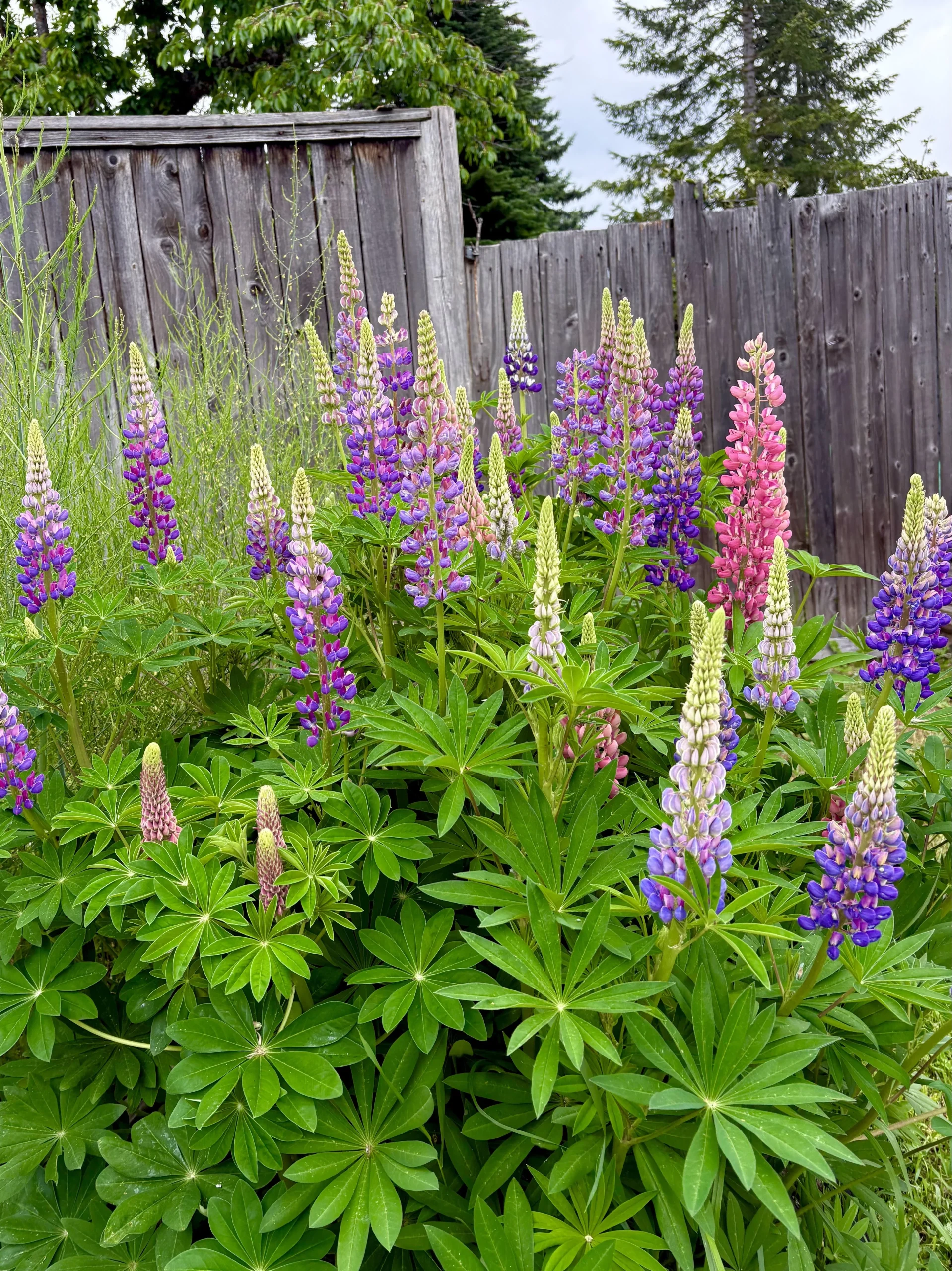 Come coltivare lupini da seme in terreno povero: guida pratica al Lupinus polyphyllus
