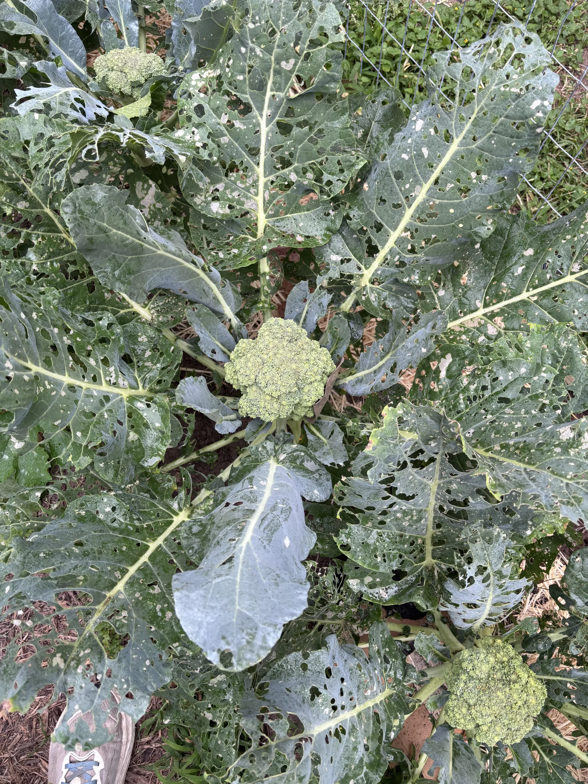 Come eliminare i bruchi dai cavoli: guida alla difesa biologica di broccoli e cavolfiori