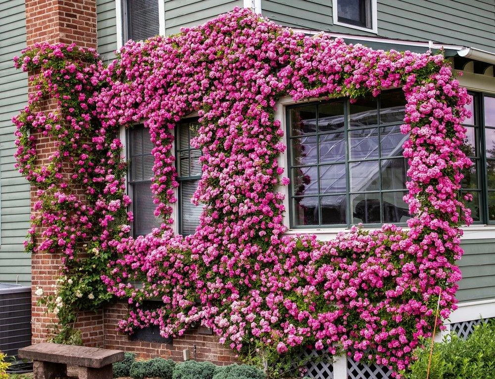 Come potare rose rampicanti su muro: la guida con palizzamento e calendario per l'Italia