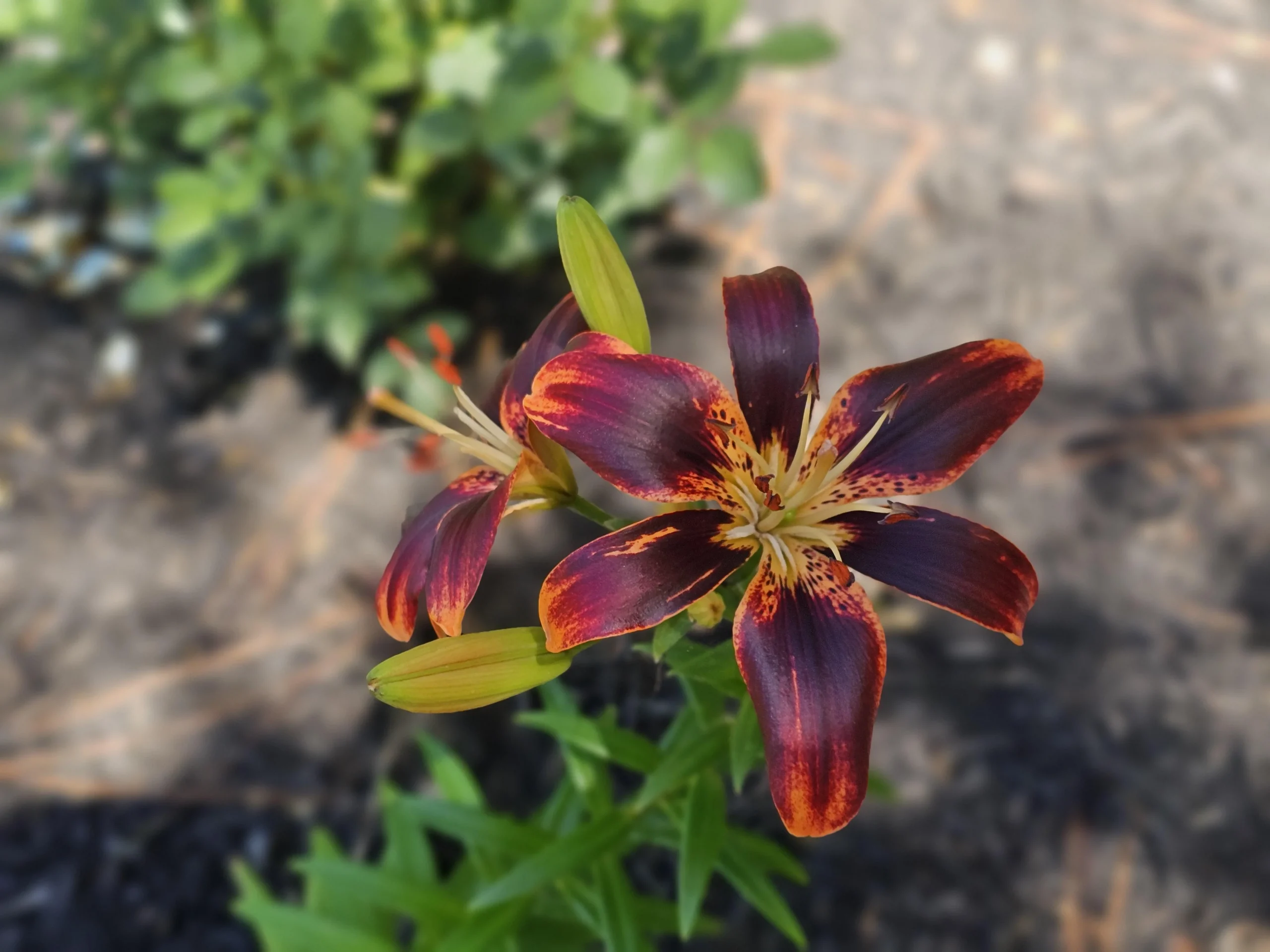 Come proteggere i gigli dagli animali: guida anti caprioli, cervi e lepri per Lilium in giardino