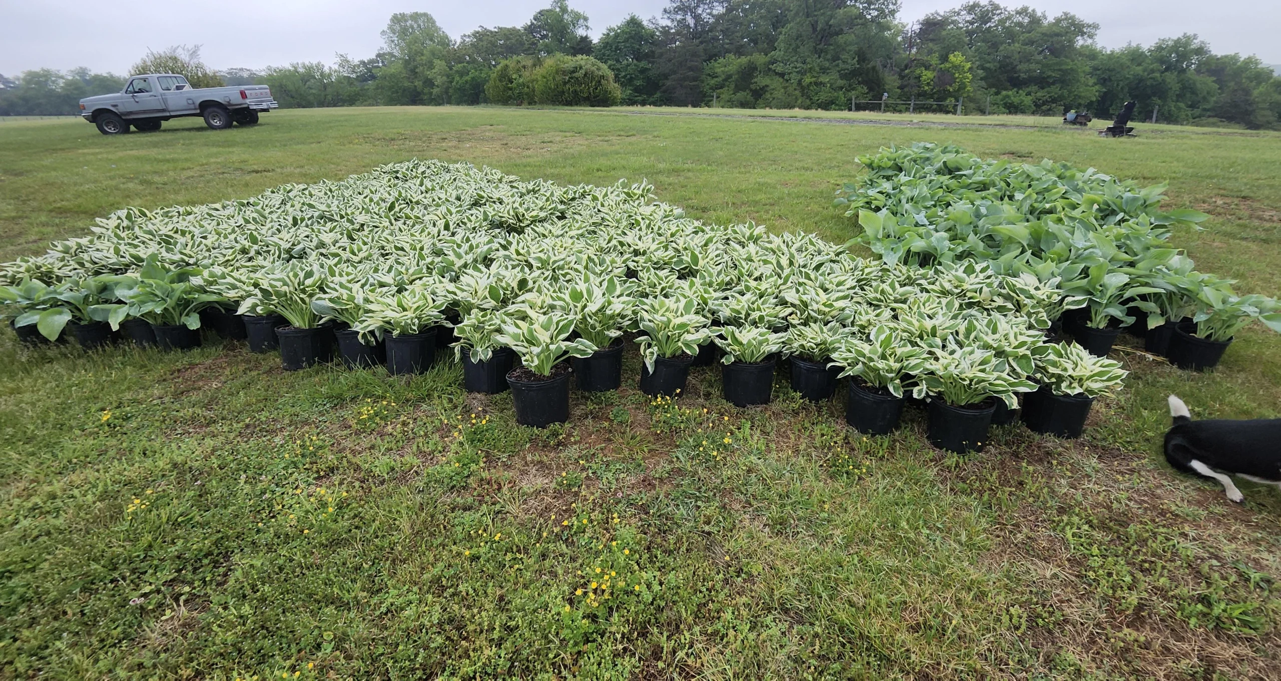 Hosta in giardino: guida completa alla coltivazione, divisione e cura della perenne ombra