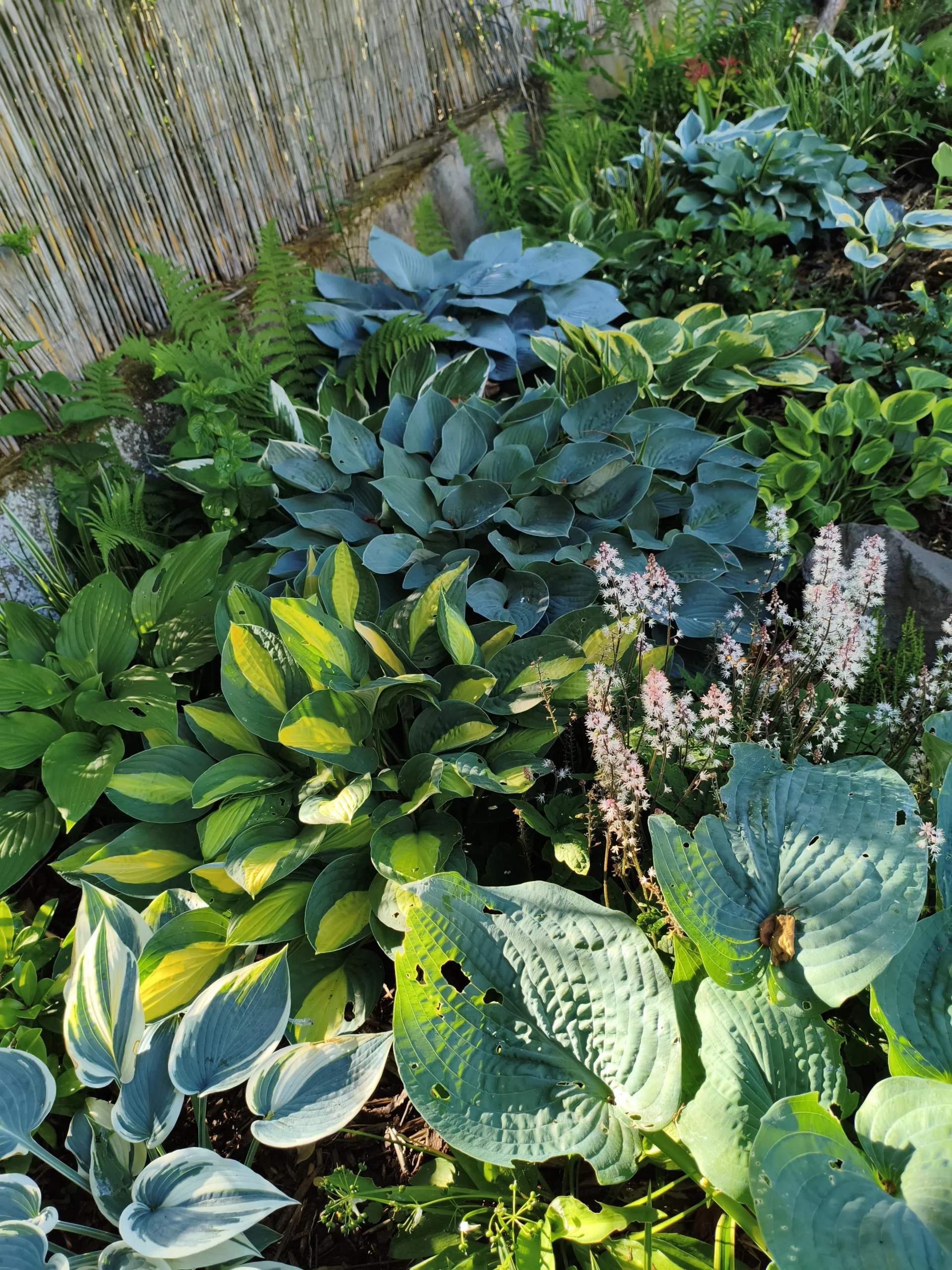 Hosta in giardino: guida completa alla coltivazione in Italia