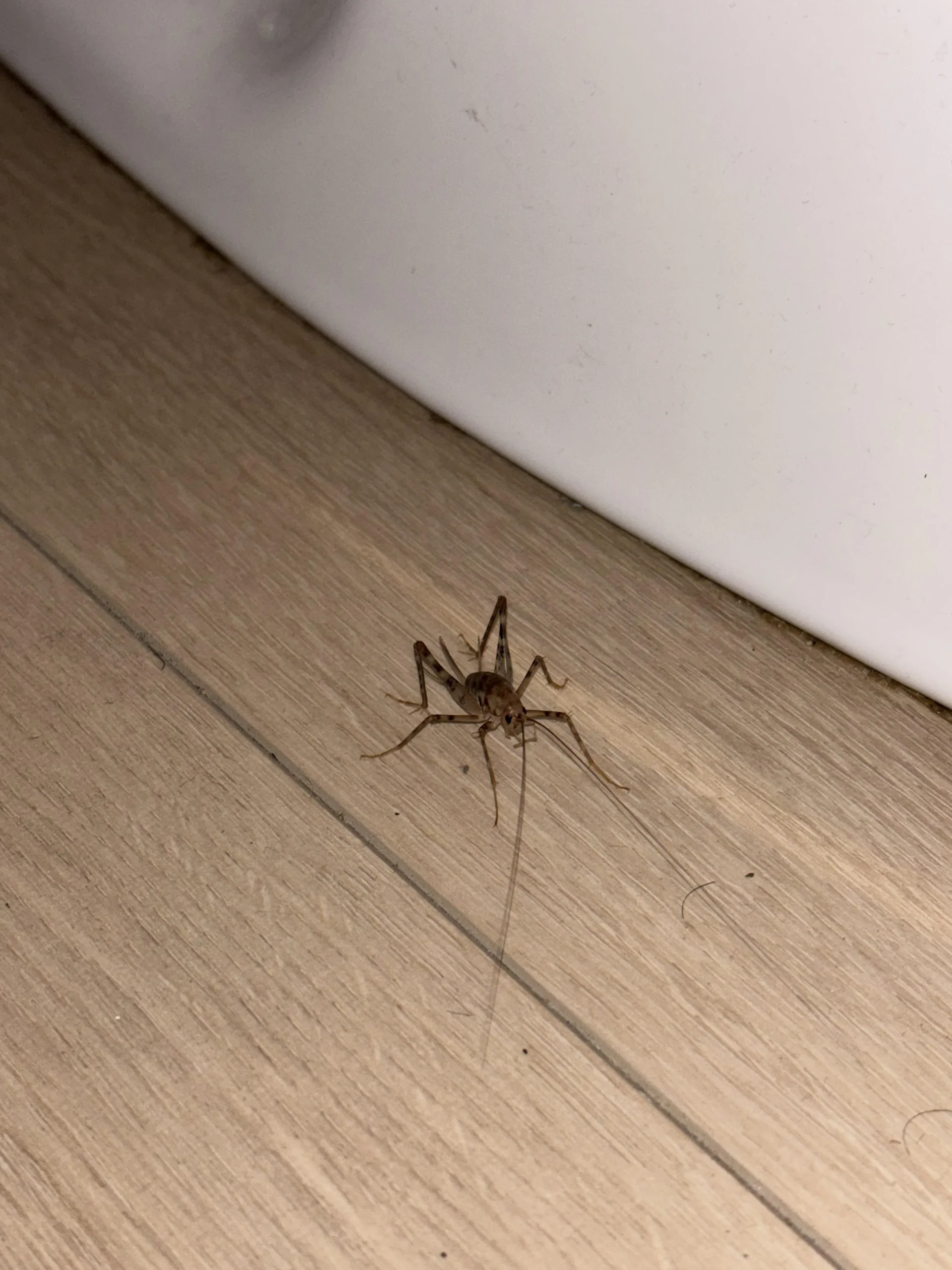 Insetti in bagno: come riconoscere il pesciolino d'argento