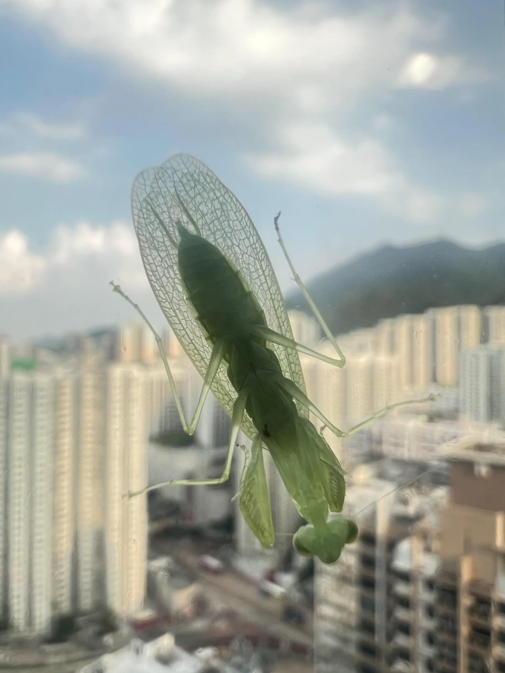 Mantispa: l'insetto alieno che probabilmente hai in giardino senza saperlo