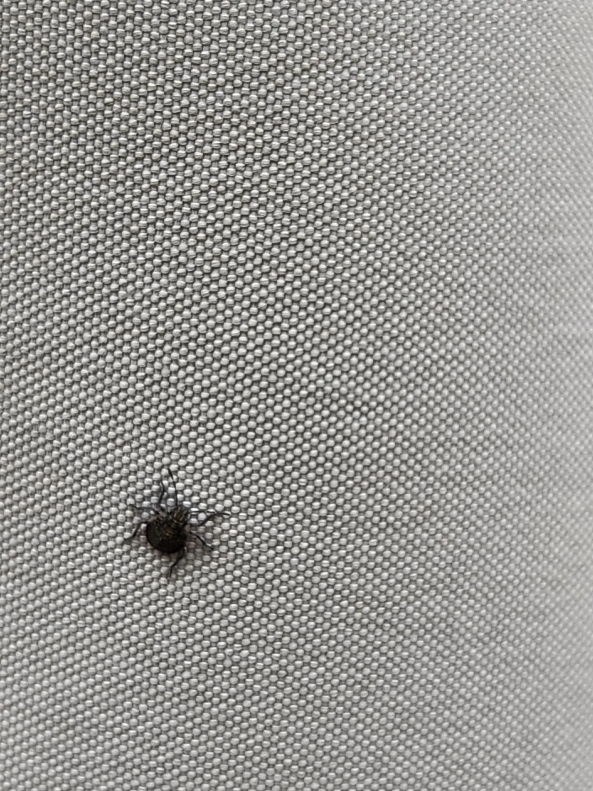 Neanidi di cimice: come riconoscere i piccoli e non confonderli con le zecche