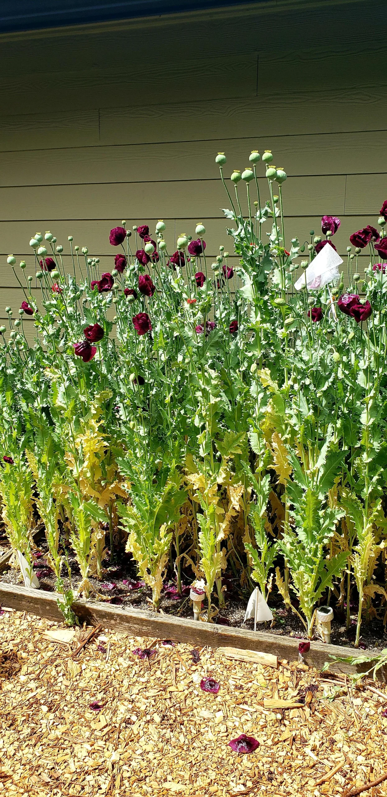 Papavero Lauren's Grape: Coltivazione: Guida al Papaver Somniferum Viola da Giardino