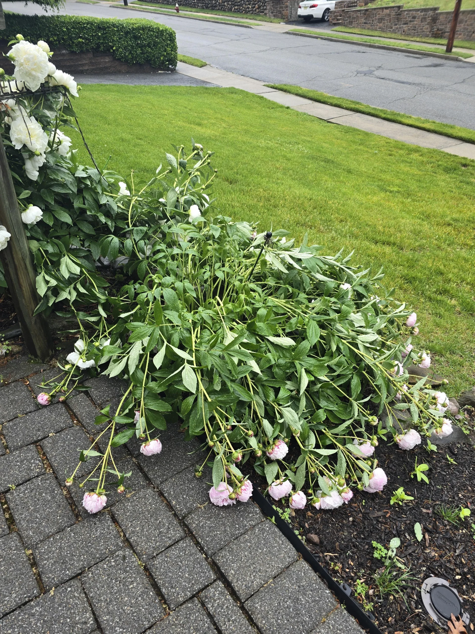 Peonie cadute dopo la pioggia: guida pratica per salvarle e sostenerle senza spezzare gli steli