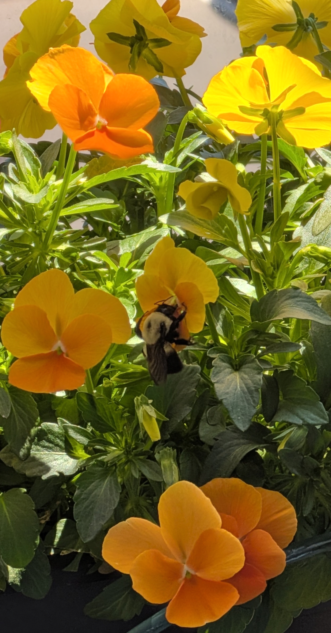 Piante per api da balcone: la guida pratica al mini-giardino mellifero