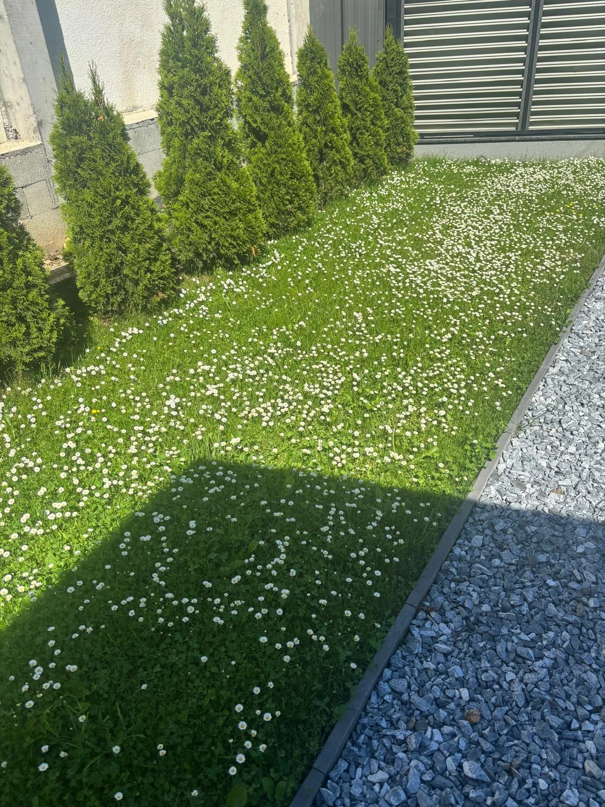 Prato fiorito con pratoline: guida per trasformare il giardino in un'oasi ecologica