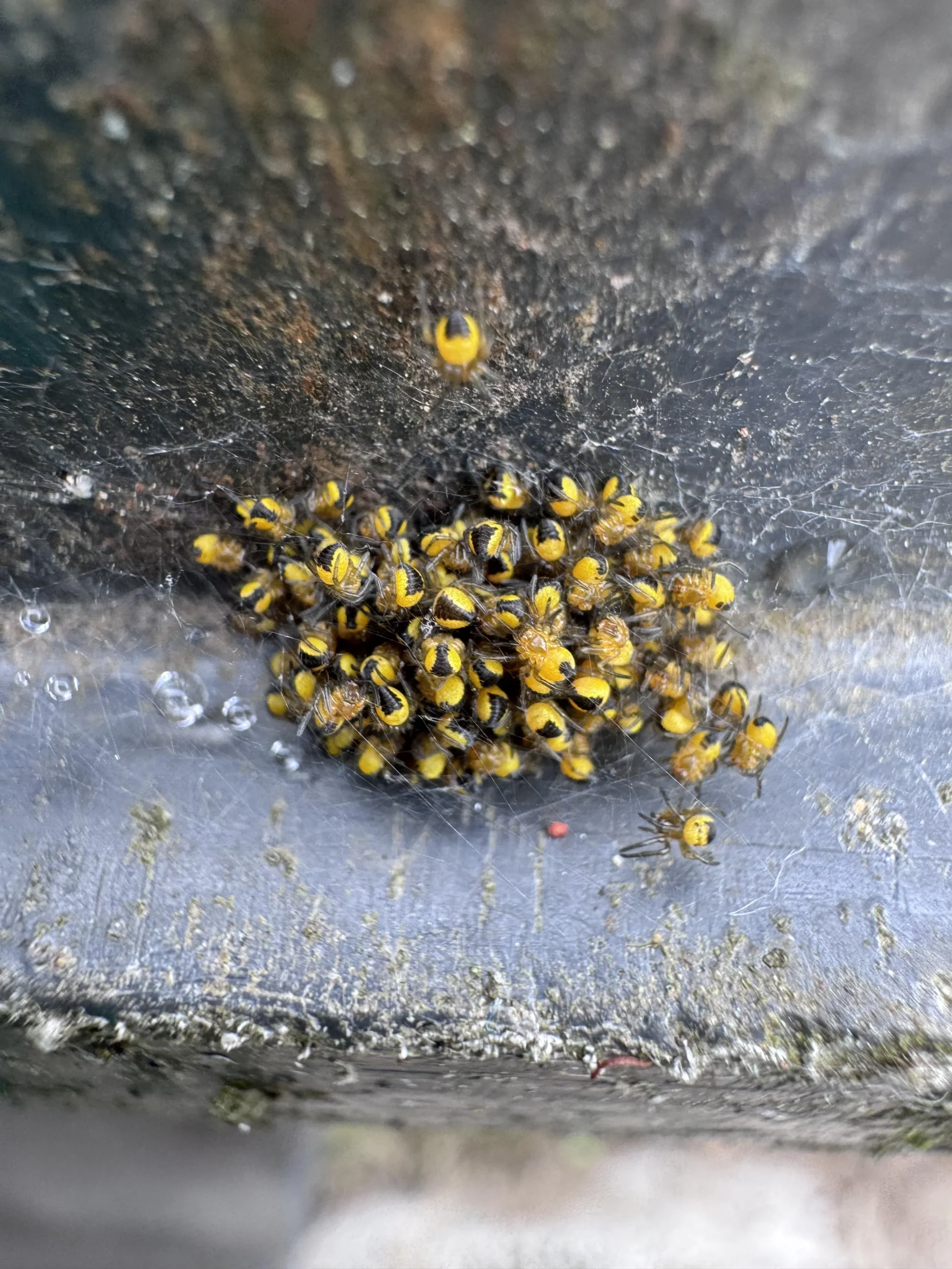 Ragno crociato in giardino: chi è davvero Araneus diadematus