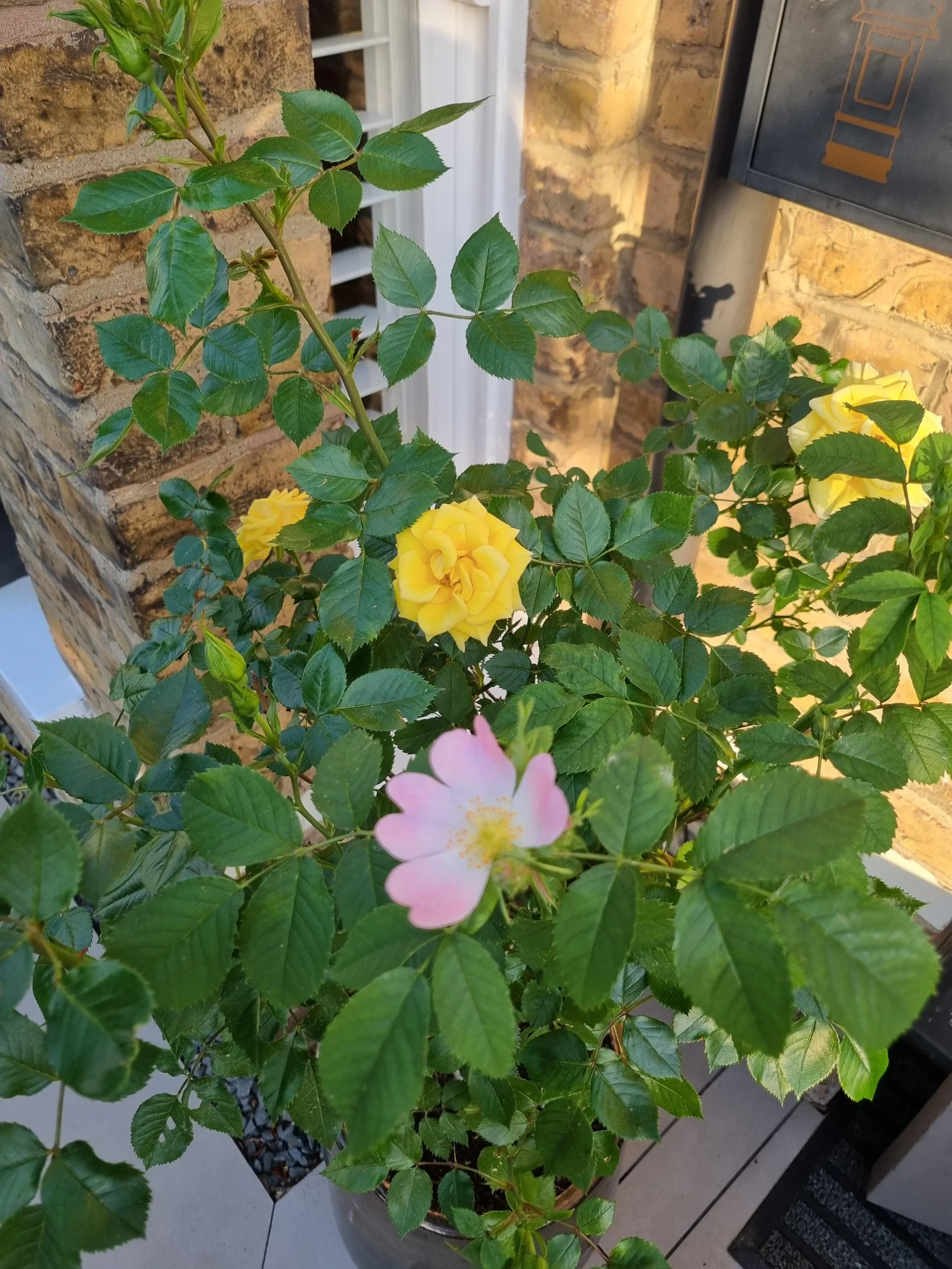 Rosa che cambia colore: perché la varietà gialla produce fiori rosa (e cosa fare)