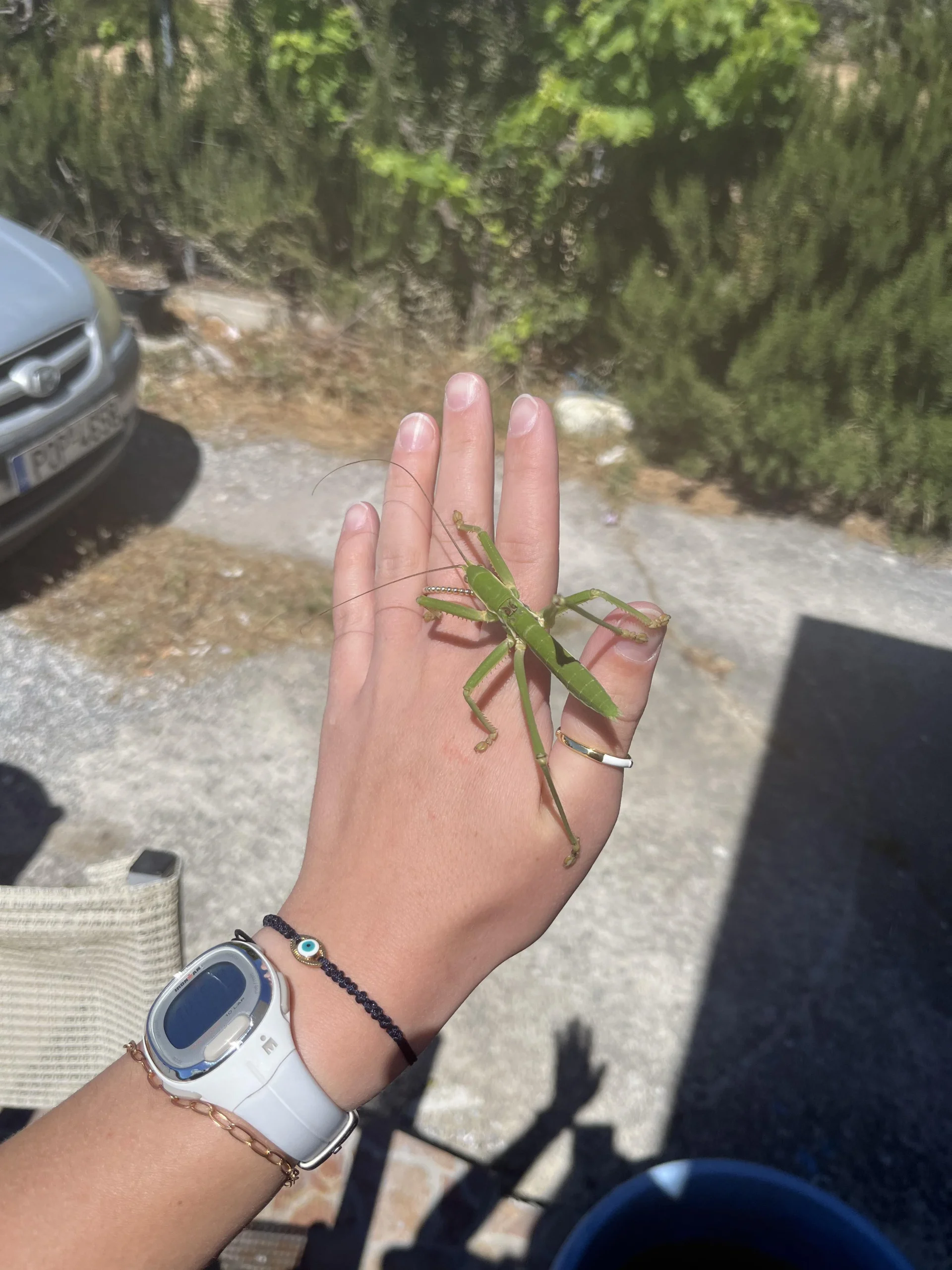 Saga pedo: la cavalletta gigante predatrice italiana che non devi mai uccidere