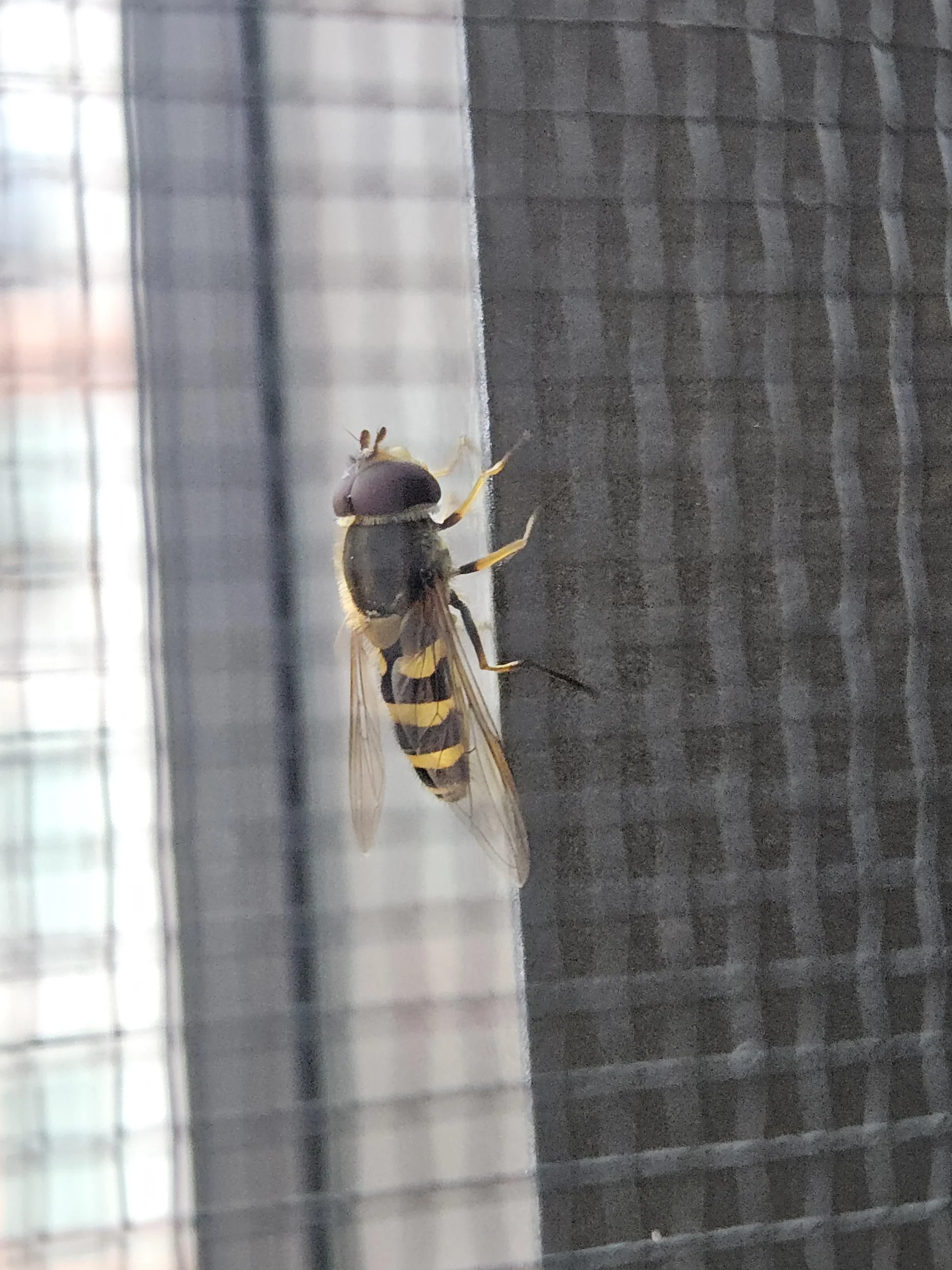 Sembra un calabrone ma è una mosca: Milesia crabroniformis, il sirfide mimetico del giardino