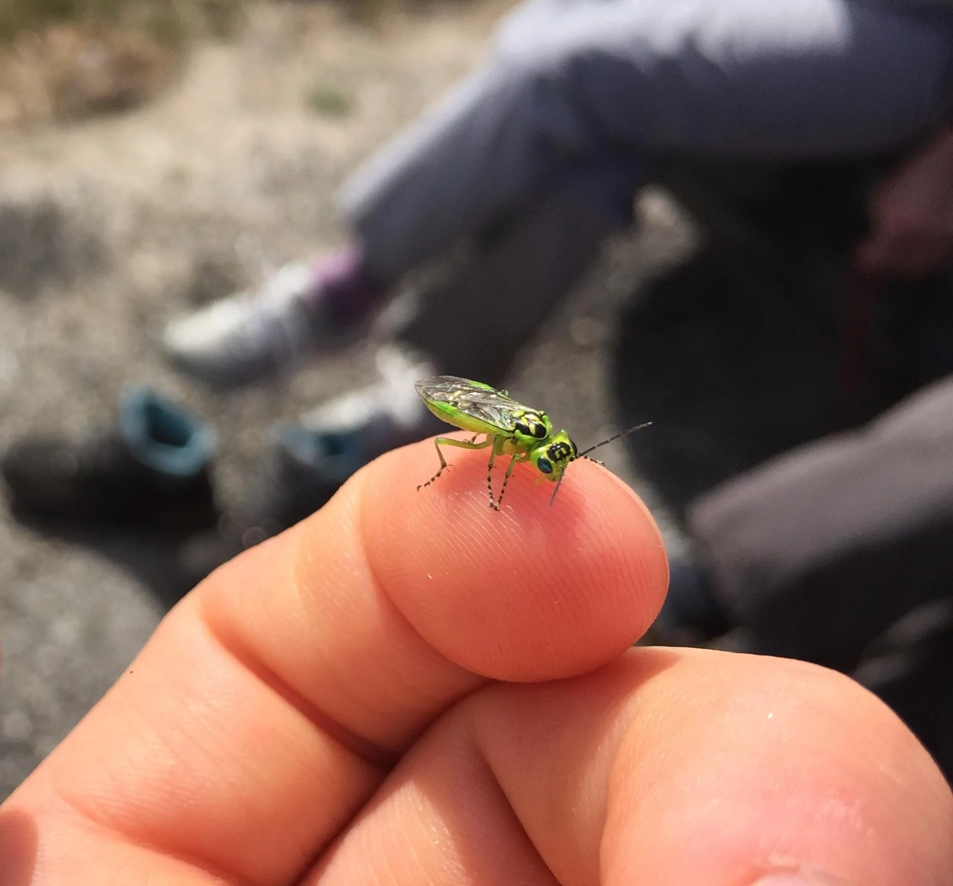 Tentredine verde (Rhogogaster viridis): l'insetto verde brillante che spaventa ma non punge