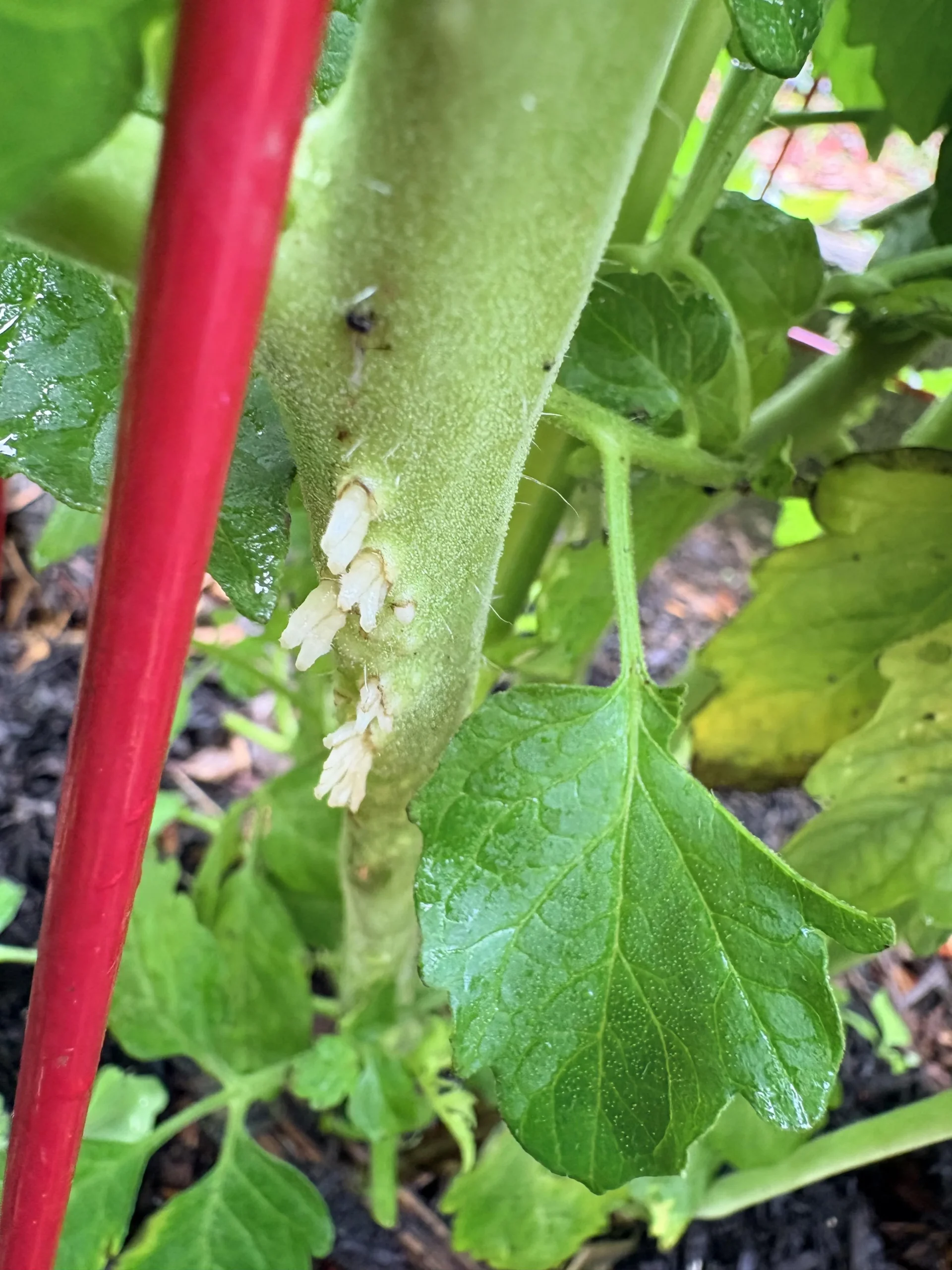 Uova sulle foglie di pomodoro: guida pratica per riconoscere parassiti e insetti utili